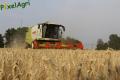 Moisson 2013 (Ruwet)