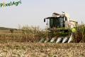 moisson-mais-grain-2012-london-11.jpg