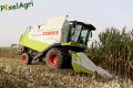 moisson-mais-grain-2012-london-5.jpg