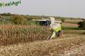 moisson-mais-grain-2012-london-6.jpg