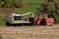 moisson-mais-grain-2012-london-9.jpg